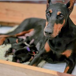 Lady - Black and rust female Doberman Pinscher puppy in Texas from Tycho's Dobermans