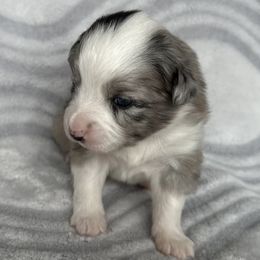 Miniature Australian Shepherd and Toy Australian Shepherd Puppies from Cherry Grove Kennel