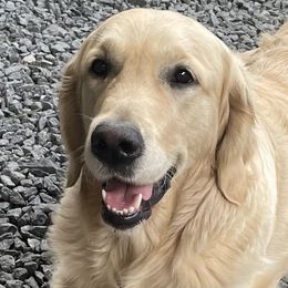 Lola - Golden Retriever