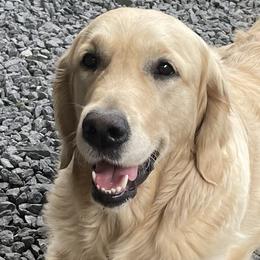 Lola - Golden Retriever