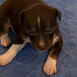 Ethan - White and chocolate male Rat Terrier puppy in Savoy, Texas from Rockin EZ Rat Terriers