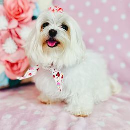 Minnie - Maltese
