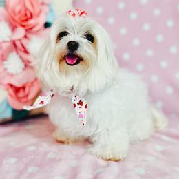 Minnie - Maltese