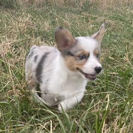 American Corgis and Pembroke Welsh Corgis from Creek Farm Corgis