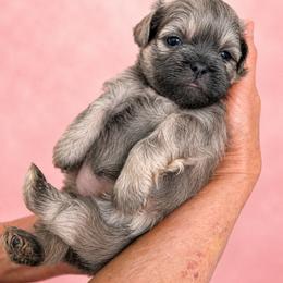 Everly - Lilac female Shih Tzu puppy in Tallahassee, Florida from Bows and Bow Ties