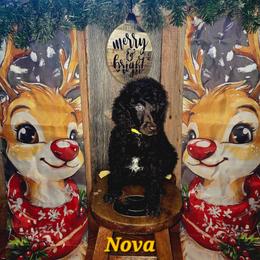 Nova - Brown female Poodle puppy in Woodbury, Pennsylvania from Zimmerman's Poodles