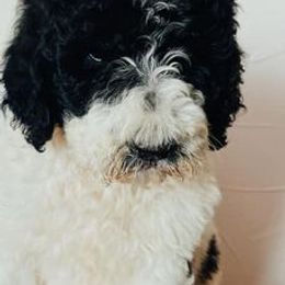 Poodles from MJs Giants