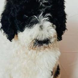 Poodles from MJs Giants