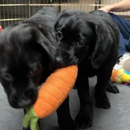 Working Dog Cross Puppies from Happy Hartz