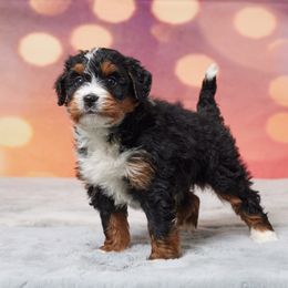 Arnie - Tri-color male Bernedoodle puppy in Apple Creek, Ohio from Grandeur Valley Puppies