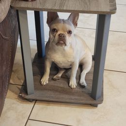 Uniqua - Cream female French Bulldog puppy in Goodman, Missouri from Jessica's Dashing Dachsunds and Fancy Frenchies