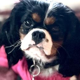 Cavalier King Charles Spaniels from Copper Cliff Cavaliers