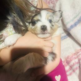 Nimbus - Blue merle male Miniature Australian Shepherd puppy in Interlachen, Florida from Lucky Bones Miniature Australian Shepherds