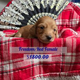 Dachshund Puppies from Snuggle Snoot Doxies