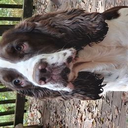 Holly - English Springer Spaniel