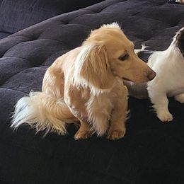Maverick - Dachshund