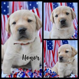 Labrador Retriever Puppies from 3M Custom Hay baling and AKC Labs LLC