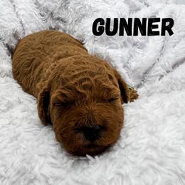 Gunner - Red  male Goldendoodle puppy in Eagle Mountian, Utah from The Puppy Family