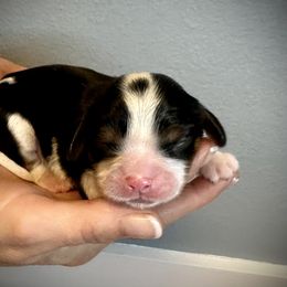 Cavalier King Charles Spaniel Puppies from SoCalCavaliers