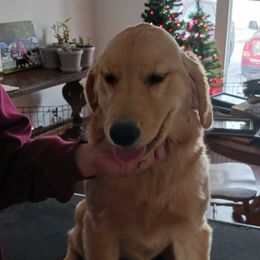 Doberman Pinscher, Flat-Coated Retriever, and Golden Retriever All Grown Up from Creekwood Kennel