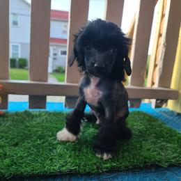 Vhhlm2 - Black and white male Chinese Crested puppy in New Castle, Pennsylvania from Long Haul Cresteds & Long Rotts
