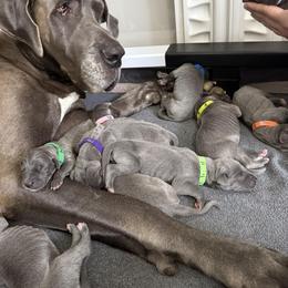 Great Dane Puppies from Dream Danes House of Cambridge Great Danes