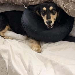 Livvy - Black and cream female Dachshund puppy in Call, Texas from Dachshund D’Amore