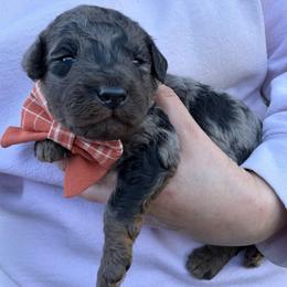 Hyacinth - Blue merle female Bordoodle puppy in Canfield, Ohio from Poo's Doo's & Inu's