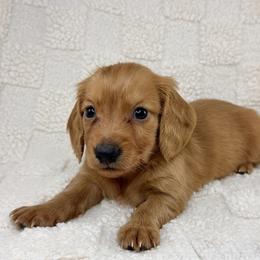 Cinnamon - Red male Dachshund puppy in Homestead, Florida from Redland Dachshund Grove