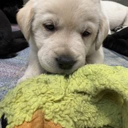 Boy 7 - Black male Labrador Retriever puppy in Turner, Maine from Bear Pond Retrievers