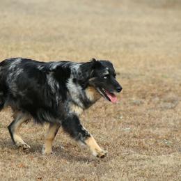 Dax - Australian Shepherd