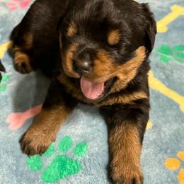 Boy1 - Black and mahogany male Rottweiler puppy in Bartonsville, Pennsylvania from Karol's Rottweilers
