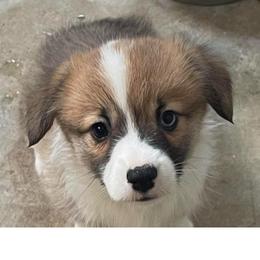 Scooby - Sable male Pembroke Welsh Corgi puppy in Adairsville, Georgia from R&R Corgis