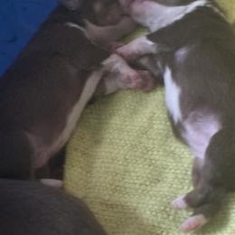 Australian Shepherd Puppies from Hughes Heritage Aussies
