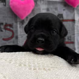 Cupid - Black female Cane Corso puppy in Utah from 3Lake Kennelz