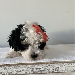 Scottie-Rae - Tri-color female Cavapoo puppy in Sandy, Utah from Hudson Foxx Puppies