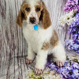 Guernsey - Parti male Poodle puppy in Mcbain, Michigan from Northern Creek