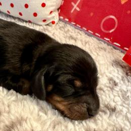 Valentine - Blue and tan male Dachshund puppy in Hensley, Arkansas from The Dachshund Barn
