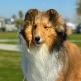Wilhelmina - Shetland Sheepdog