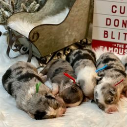 Aussiedoodles and Miniature Australian Shepherds from Space City Mini Aussies & Doodles
