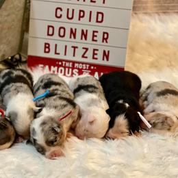 Aussiedoodles and Miniature Australian Shepherds from Space City Mini Aussies & Doodles