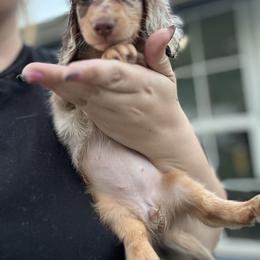 Dachshund Puppies from EntityDachs