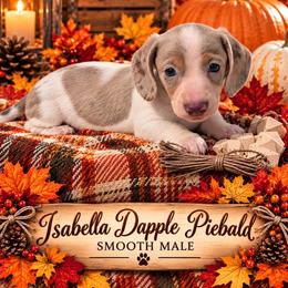 Otis - Fawn (Isabella) male Dachshund puppy in Pierson, Florida from Paige’s Mini Dachshunds