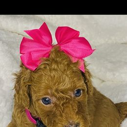 Poodle Puppies from Emmino Poodles