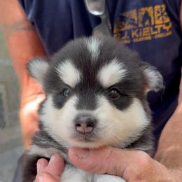Janet - Black and white female Pomsky puppy in Spring Hill, Florida from PDQ Pomskies