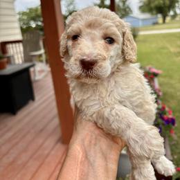 Poodle Puppies from Legacy Farms Standard Poodles