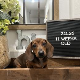 Chris P - Red male Dachshund puppy in Goodyear, Arizona from AZ Low Life Doxies