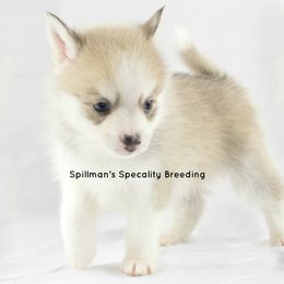 Pomeranian and Pomsky Puppies from Spillman's Specialty Breeding