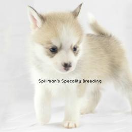 Pomeranian and Pomsky Puppies from Spillman's Specialty Breeding
