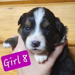 Girl 8 - Black tri female Miniature Australian Shepherd puppy in Hampton, Tennessee from TC Farms Stock Dogs - Miniature Australian Shepherds